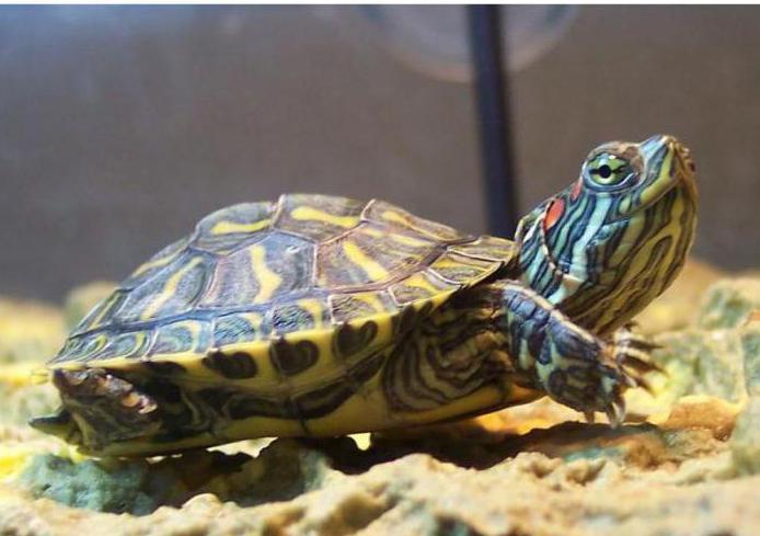 Dekoratív Red-eared Turtle: Karakterisztikák