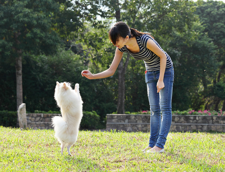Hogyan taníthatod a kutya parancsokat otthon? A kutya képzés alapjai