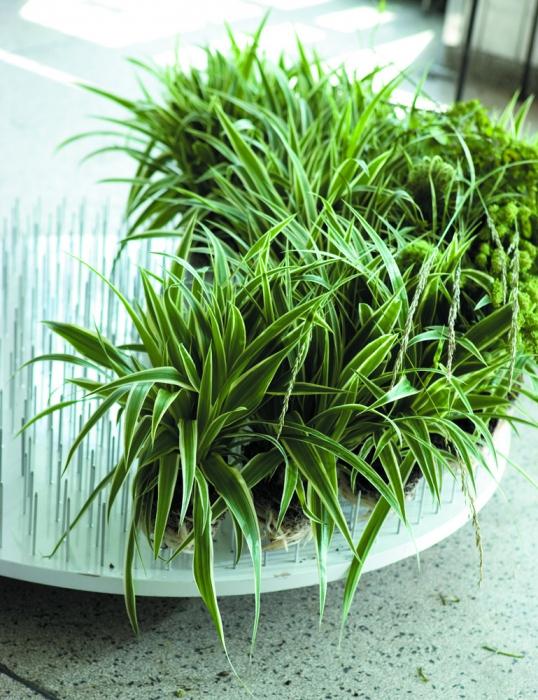 Chlorophytum: a szerény növény hasznos tulajdonságai