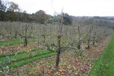 Az almafák előkészítése a télre: menj, fagy, kedvesem, és ne érintse meg az almafákat