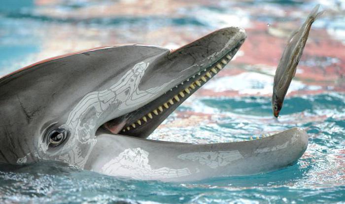 milyen delfinek eszik
