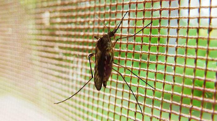 Érdekes kérdés - milyen szintű szúnyogok érik el?