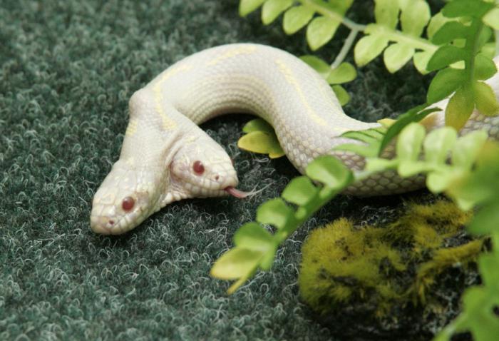 Van kétfejű kígyó? Kétfejű albínó kígyó