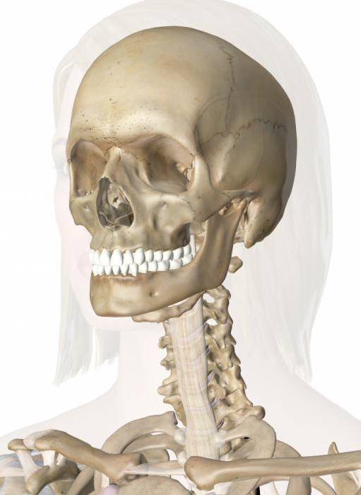 Az arc koponya csontjai: anatómia. A koponya arcrészének csontjai