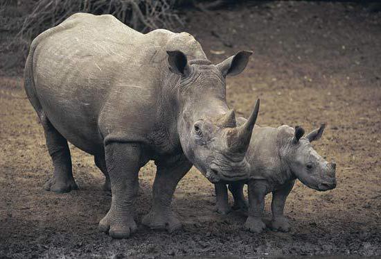 Az orrszarvú megbetegedések típusai: leírás. Mi a neve a rhino baba?